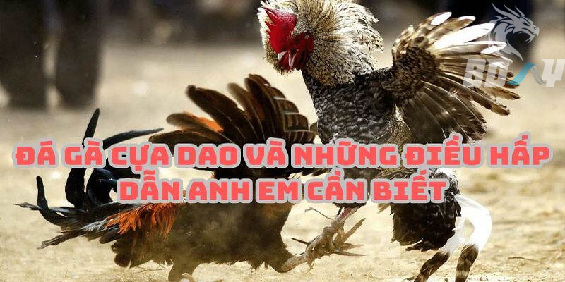 Sức hút của hình thức thi đấu cựa dao hấp dẫn ở gà